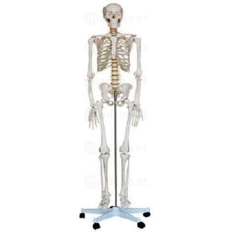 Squelette anatomique, Modèle anatomique
